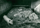 Animals : Pigs - Vintage Photograph