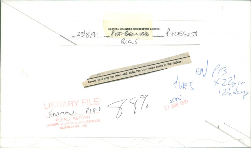 Animals : Pigs - Vintage Photograph