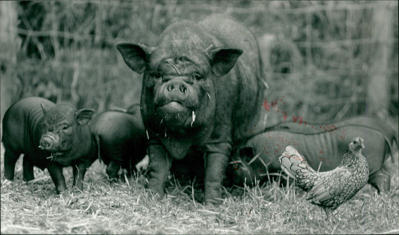 Animals : Pigs - Vintage Photograph