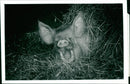 Animals : Pigs - Vintage Photograph