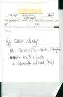 Animals : Pigs - Vintage Photograph