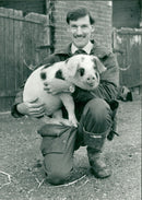 Animals : Pigs - Vintage Photograph