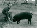 Animals : Pigs - Vintage Photograph