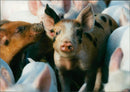 Animals : Pigs - Vintage Photograph
