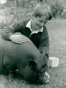 Animals : Pigs - Vintage Photograph
