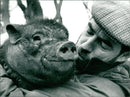 Animals : Pigs - Vintage Photograph