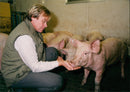 Animals : Pigs - Vintage Photograph