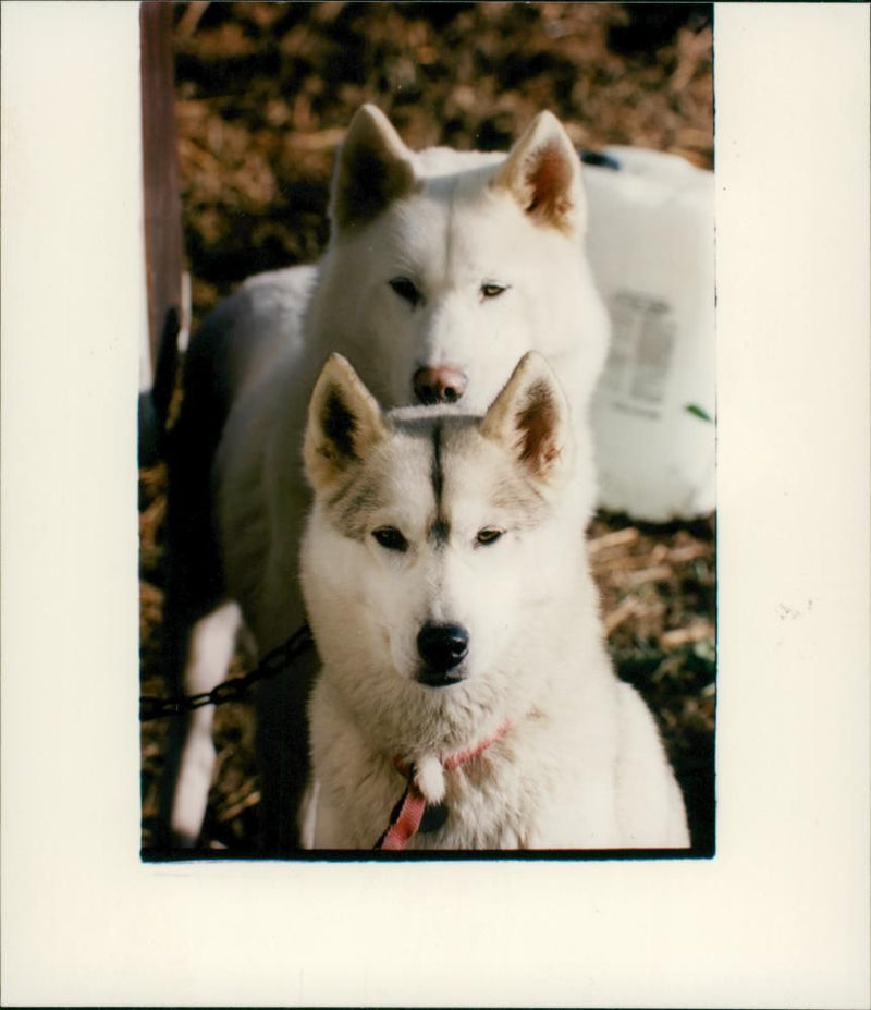 Siberian Husky - Vintage Photograph