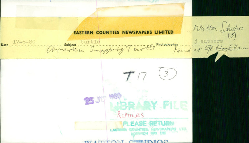 American Snapping Turtle - Vintage Photograph