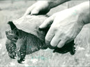 American Snapping Turtle - Vintage Photograph