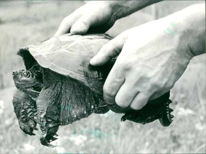 American Snapping Turtle - Vintage Photograph