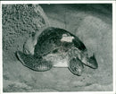 Turtle Island - Vintage Photograph