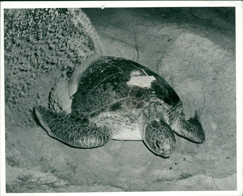 Turtle Island - Vintage Photograph