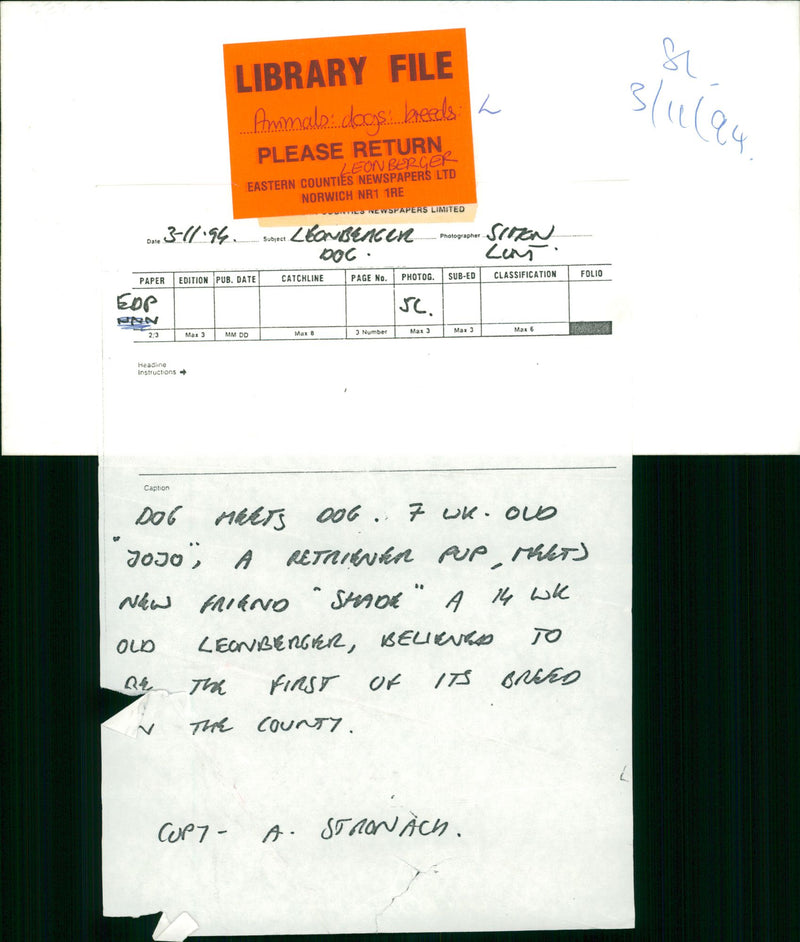 Leonberger Dogs - Vintage Photograph