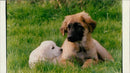 Leonberger Dogs - Vintage Photograph