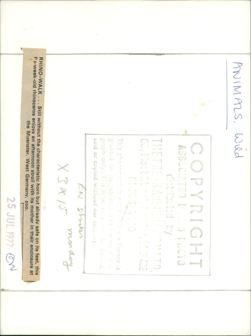 ANIMALS: R - Vintage Photograph