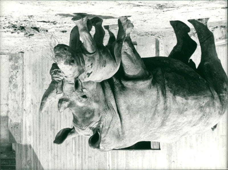 ANIMALS: R - Vintage Photograph