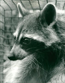 ANIMALS: R - Vintage Photograph