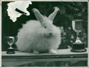 ANIMALS: R - Vintage Photograph