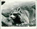 ANIMALS: R - Vintage Photograph