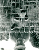 ANIMALS: R - Vintage Photograph