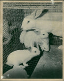 ANIMALS: R - Vintage Photograph