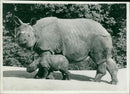 ANIMALS: R - Vintage Photograph