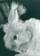 ANIMALS: R - Vintage Photograph