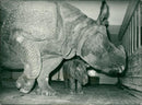 Rhino - Vintage Photograph