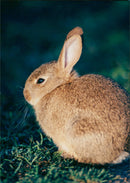 Bunny - Vintage Photograph