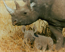 Rhinos - Vintage Photograph