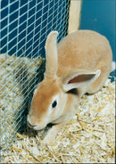 Rabbit - Vintage Photograph