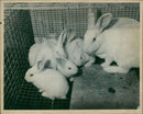 Rabbit - Vintage Photograph