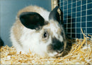 Rabbit - Vintage Photograph
