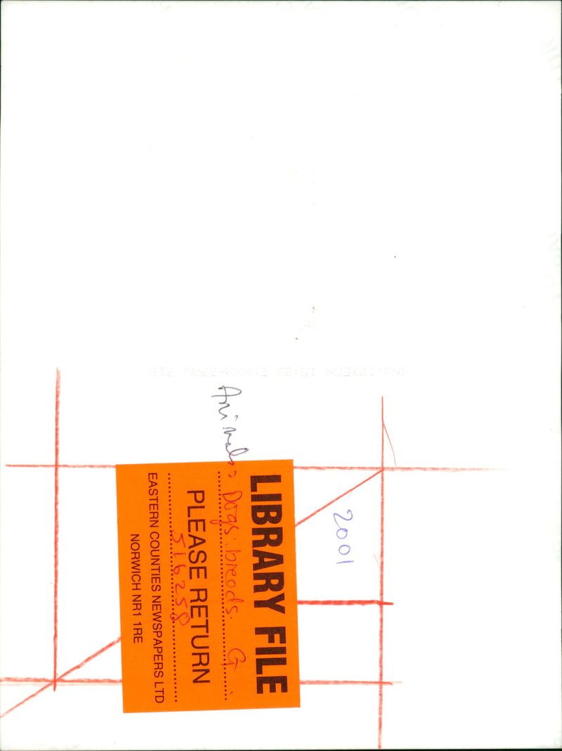 animals dogs - Vintage Photograph