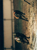 animals dogs - Vintage Photograph