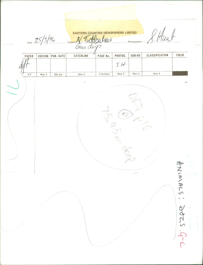 Gun dog in training - Vintage Photograph