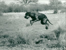 Gun dog in training - Vintage Photograph