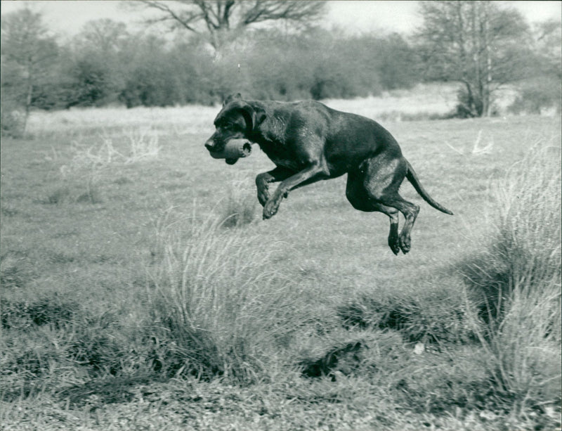 Gun dog in training - Vintage Photograph