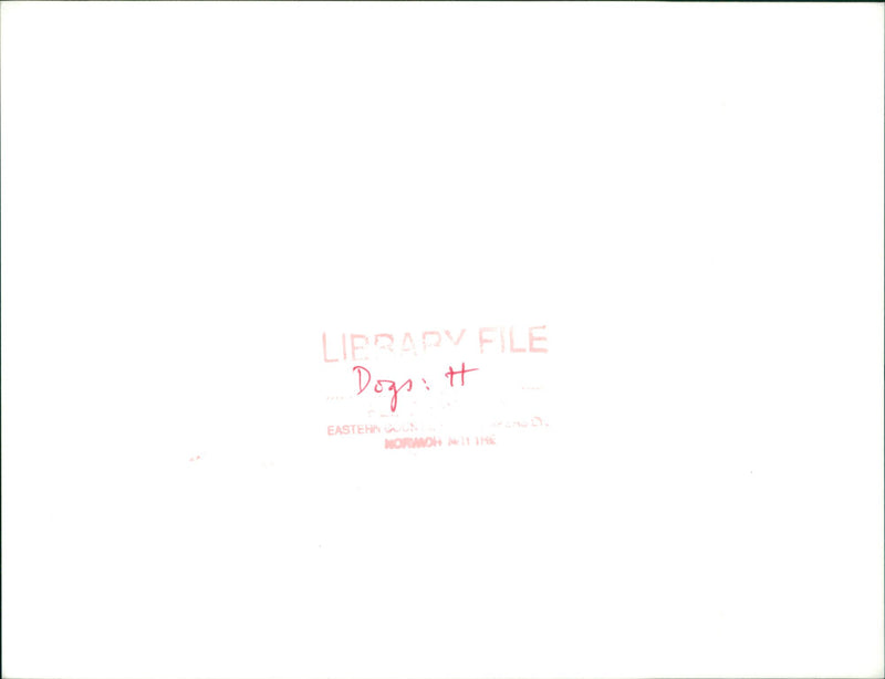 Siberian husky - Vintage Photograph