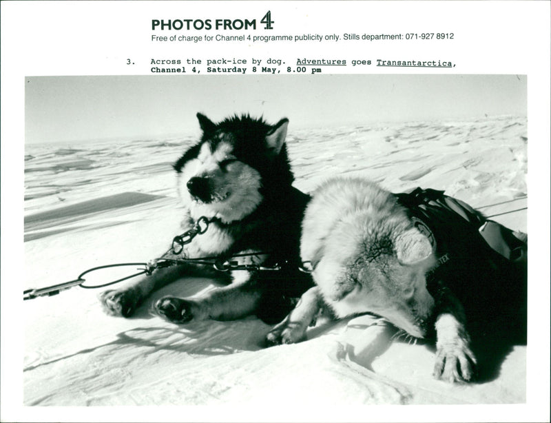 Siberian husky - Vintage Photograph