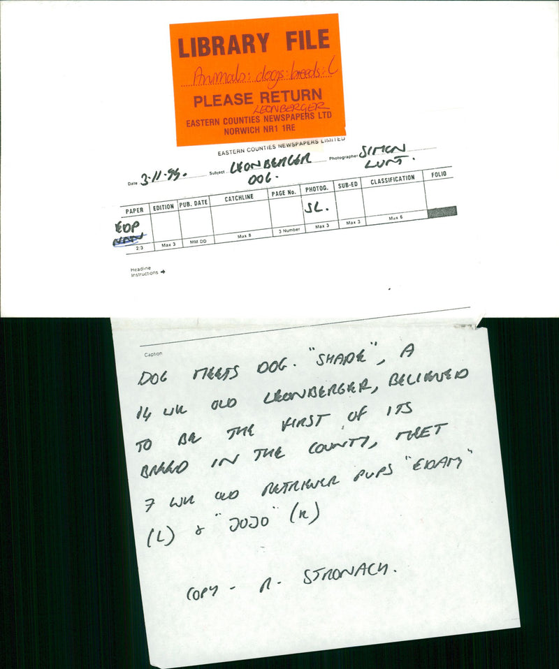 A Leonberger with Retriever pups - Vintage Photograph