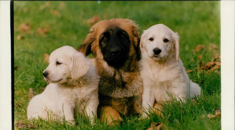 A Leonberger with Retriever pups - Vintage Photograph