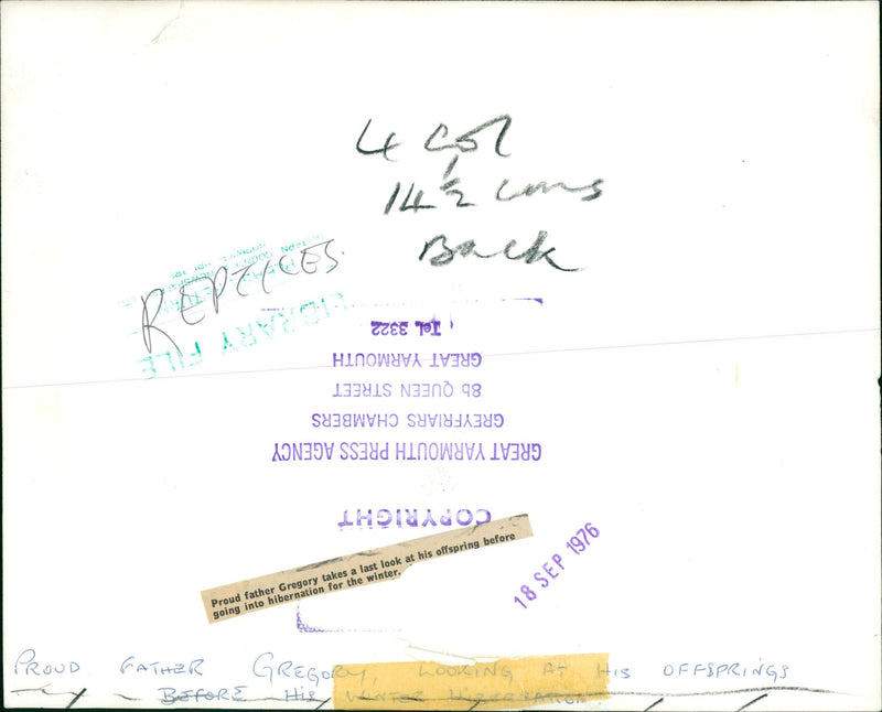 Turtle - Vintage Photograph