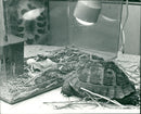 Turtle - Vintage Photograph