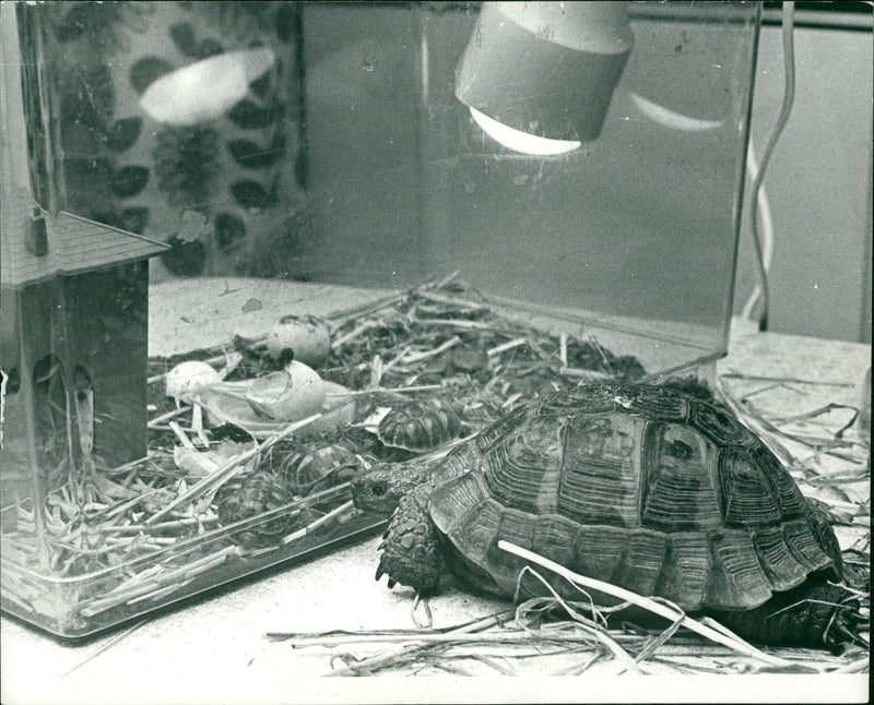 Turtle - Vintage Photograph