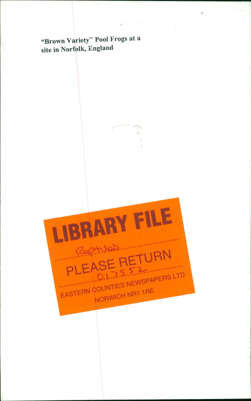 Frog - Vintage Photograph