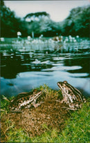 Frog - Vintage Photograph