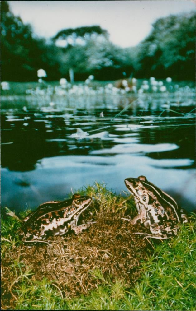 Frog - Vintage Photograph