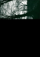 Trees in the River. - Vintage Photograph
